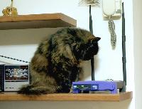 wireless cat